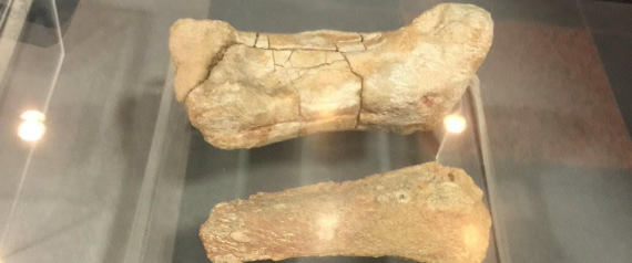 حفرية لعظام حيوان عمرها ملايين السنين