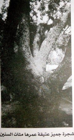 شجرة جميز عتيقة عمرها مئات السنين